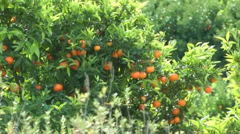 Tangerines Stock Footage 10571079