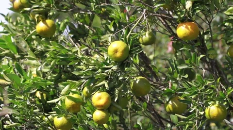 Tangerines fruit on the tree Video stock 49758521