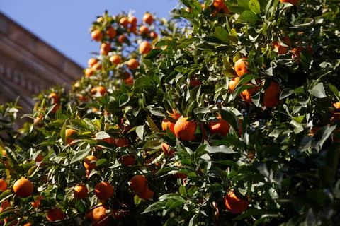 Tangerines grow on a tree. Stock Photos