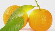 Tangerines With Leaves And Waterdrops On White Background Stock Footage