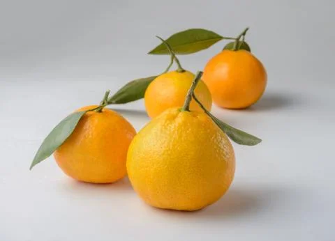 Tangerines on a light background 스톡 사진