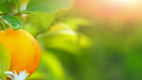 Tangerines or oranges hanging on tree. Healthy organic juicy fruits growing Stock Footage 75167084