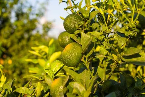 Tangerines Stock Photos