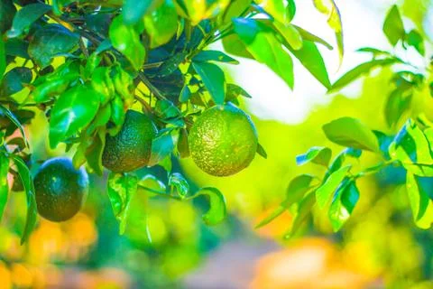 Tangerines Stock Photos