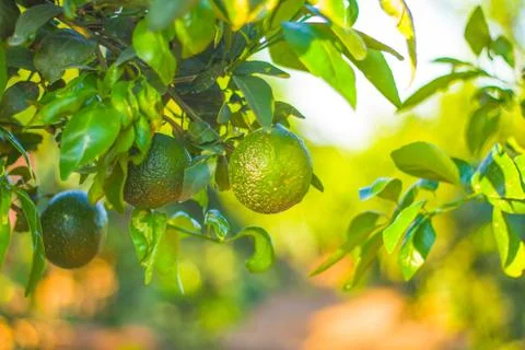 Tangerines Stock Photos