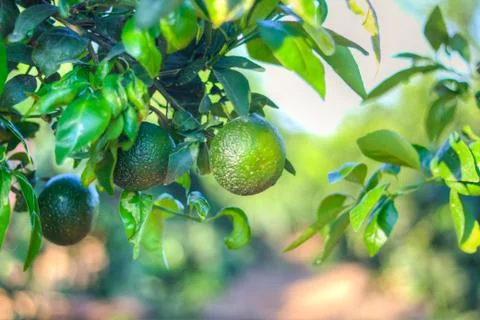 Tangerines Stock Photos