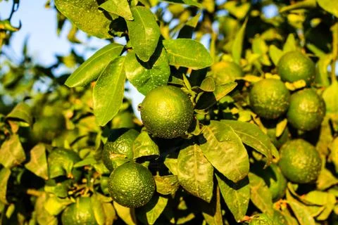 Tangerines 写真素材