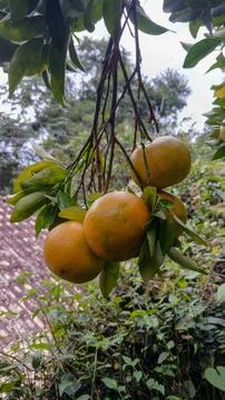 Tangerines Foto stock
