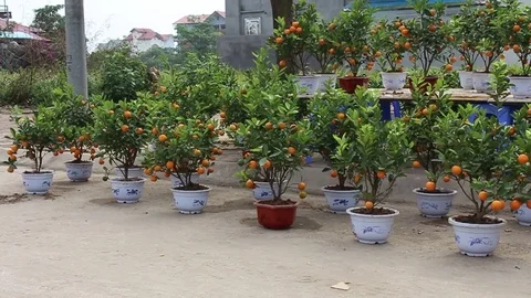 Tangerines in pots Stock-Footage 72982856
