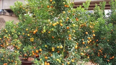 Tangerines in pots Stock Footage 72984158