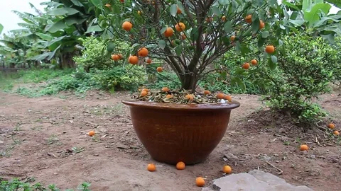 Tangerines in pots Stock Footage 72984248