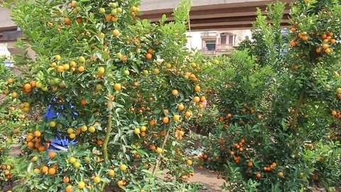 Tangerines in pots Stock Footage 72984327