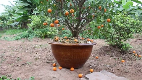 Tangerines in pots Stock Footage 72984428