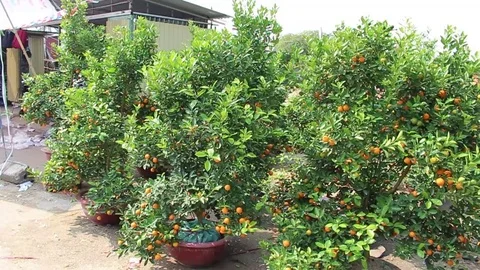 Tangerines in pots Stock Footage 72984438
