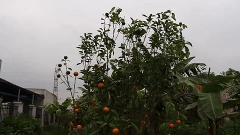 Tangerines in pots Stock Footage 72984441