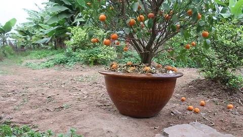 Tangerines in pots Stock Footage 72984477