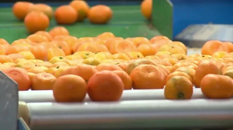 Tangerines in refinery factory Video stock 65145945