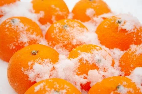 Tangerines in the snow Stock Photos