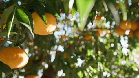 Tangerines Soft Kissed By Spring Sunlight Stock Footage 266789787