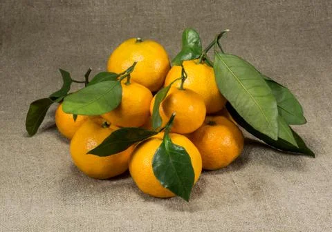 Tangerines on a table covered with burlap Stock Photos