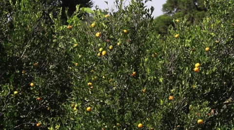 Tangerines tree 動画素材 49758287