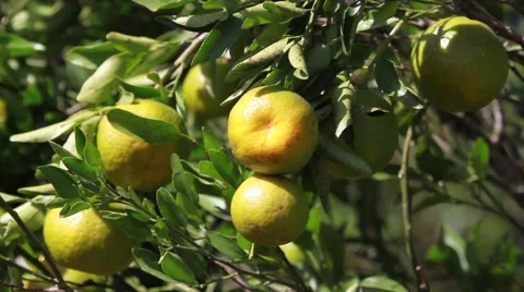 Tangerines on the tree 库存影片 49758426