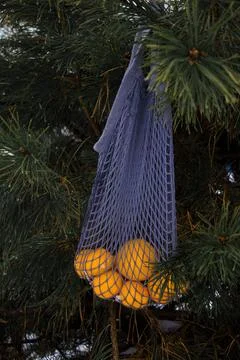 Tangerines on the tree Stock Photos
