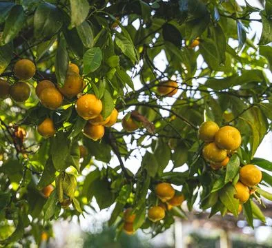 Tangerines on the Tree Stock Photos