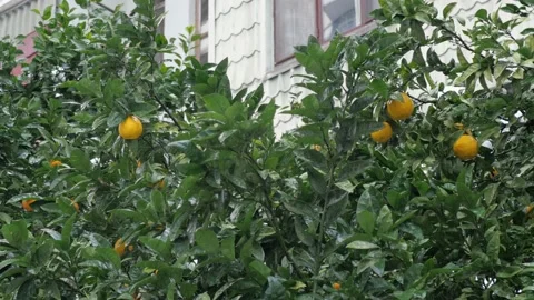 Tangerines on a tree in the rain Stock Footage 227565941