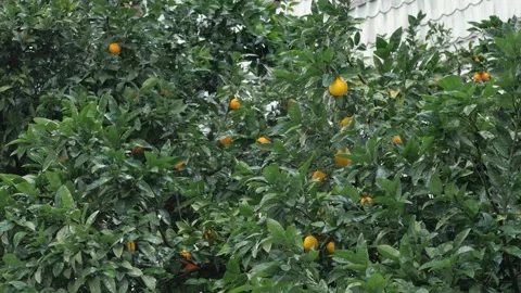 Tangerines on a tree in the rain 库存影片 227566857