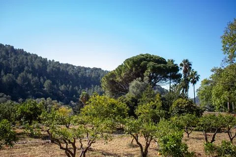 Tangerines trees Stock Photos