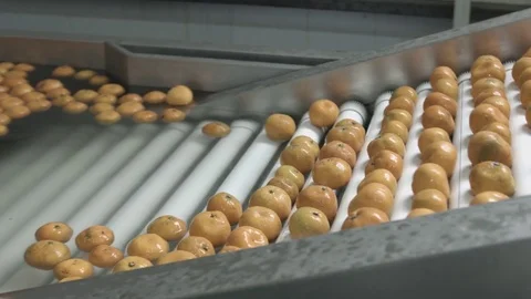 Tangerines waxing process in the conveyor belt of a modern production line Stock-Footage 83653652