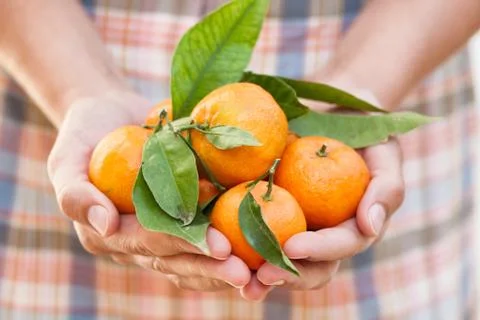 Tangerines in a woman's palms Stock Photos