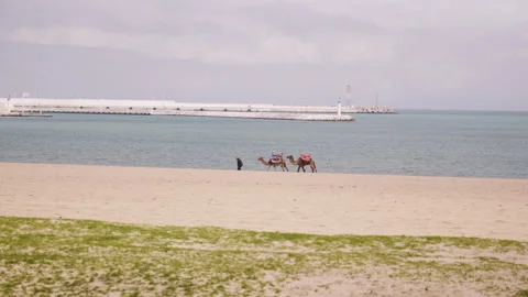 Tangier beach view with camels Stock Footage 240318155