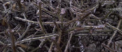 Tangle of bare branches coated in ice in winter Stock Footage 167170822