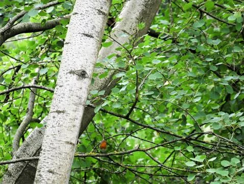 A tangle of branches with leaves and trunks Foto stock