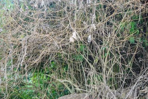 Tangle of dry branches and dead bushes in the wild with green plants Stock Photos