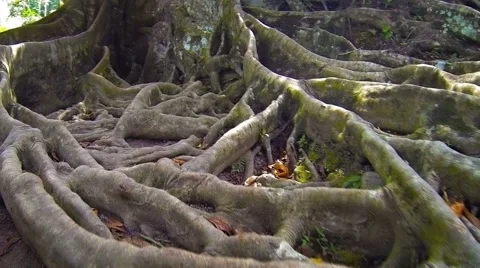 Tangle of Enormous Tree Roots on Jungle Floor, with Sound Stock Footage