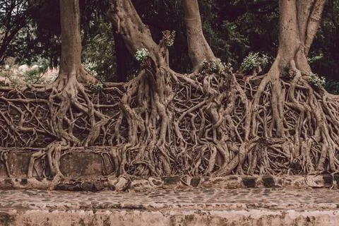 Tangle of massive roots, Ethiopia Tangle of massive trunk roots in Fasil I... Stock Photos