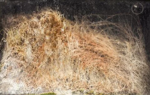 A tangle of roots grows in the damp interior of a niche Photos
