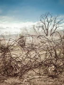 Tangled barbed wire in the west Stock Photos