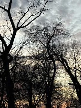 Tangled Bare Branches Against Pale Golden Sky Stock-Fotos