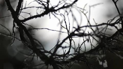 Tangled branches in moody winter landscape. 動画素材 291660714