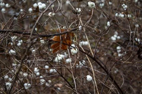 Tangled branches with white berries Photos