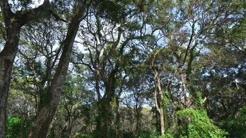 Tangled Canopy: Low-Angle View of Gnarled Forest Trees and Climbing Vines 스톡 동영상 342779605