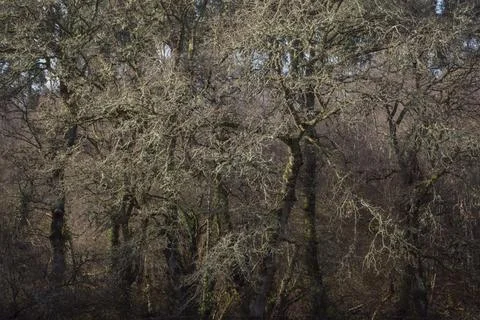 Tangled composition of twisted branches in a winter forest Stock Photos