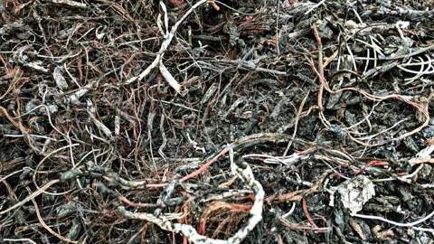 Tangled Dark Roots and Brown Vines Animation Clip Stockbeeldmateriaal 331622828