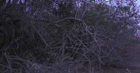 Tangled dark vines ultra fast blur-zoom out Stock Footage 88923754