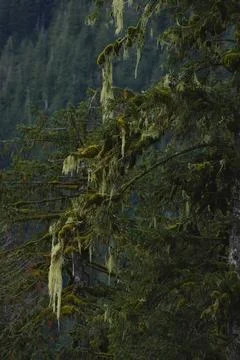 Tangled dry branches on a dark trunk 17 Stock Photos