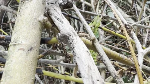 Tangled dry dead tree branches slow motion 库存影片 334760076